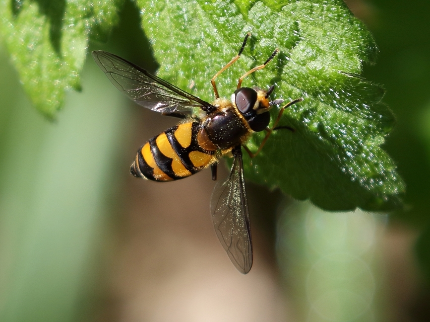 Didea fasciata - sárgafoltos lapospotrohúlégy