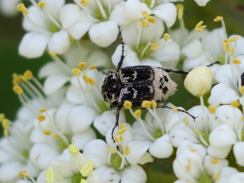 Valgus hemipterus - suta virágbogár