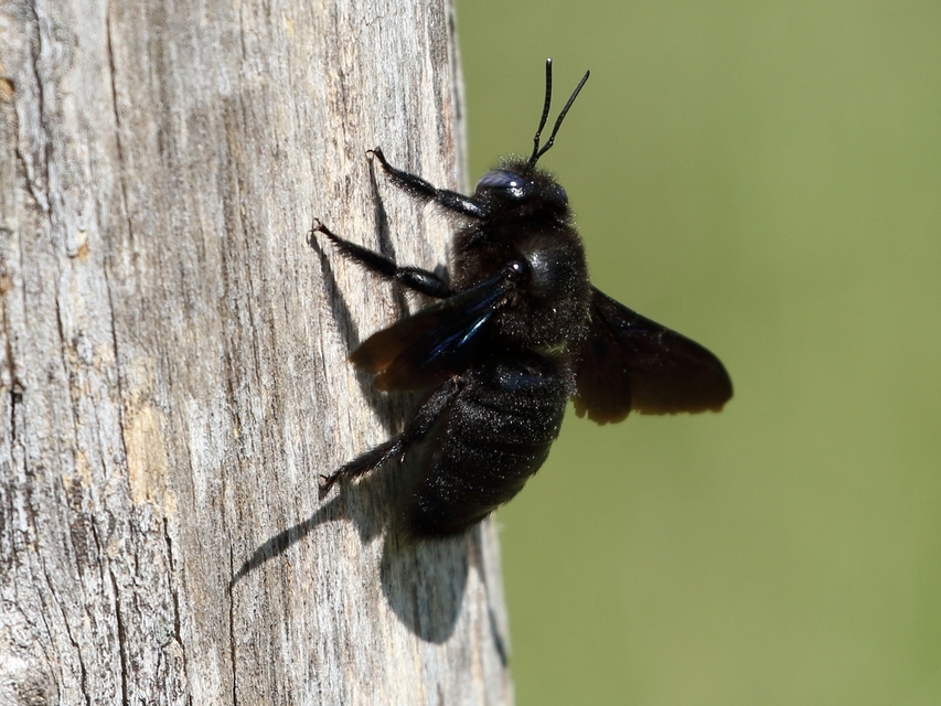 Xylocopa violacea - kék fadongó