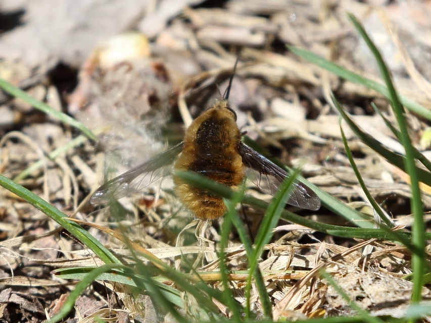 Bombylius major - szegélyes pöszörlégy