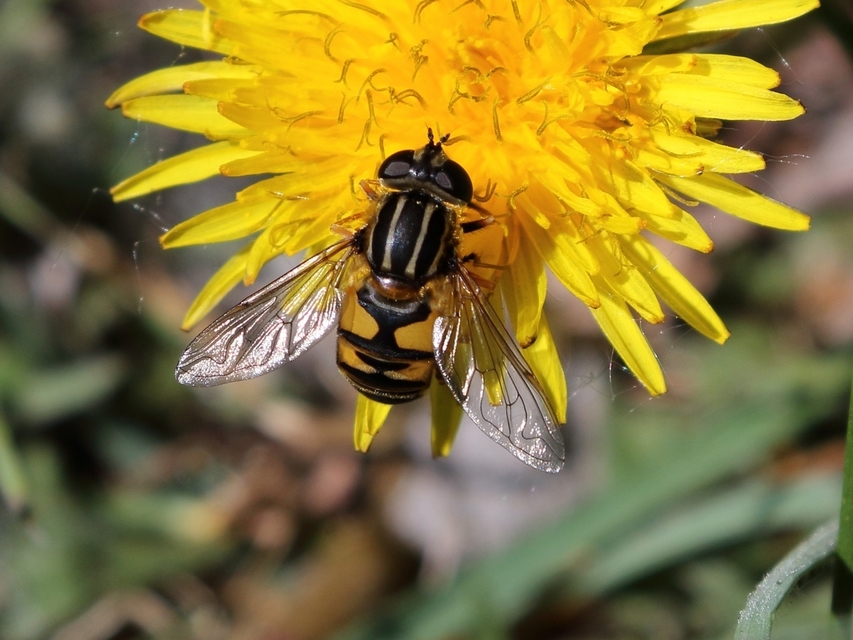 Helophilus