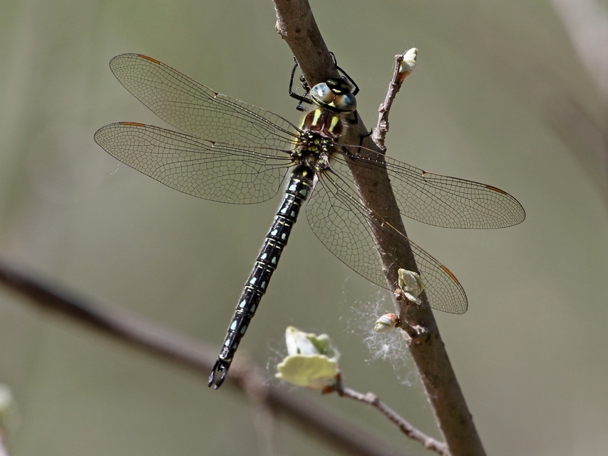 Brachytron pratense - szőrös karcsúacsa