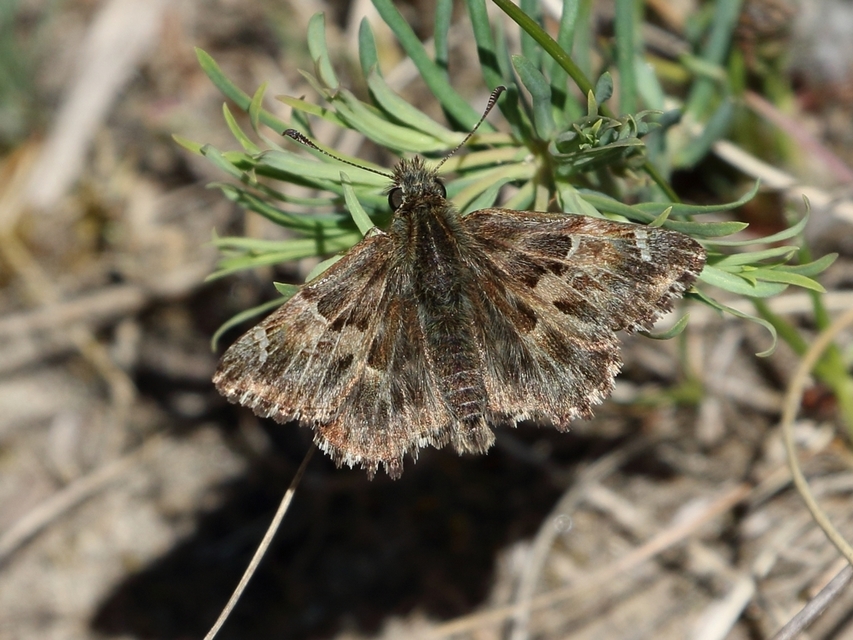 Carcharodus alceae - mályva-busalepke