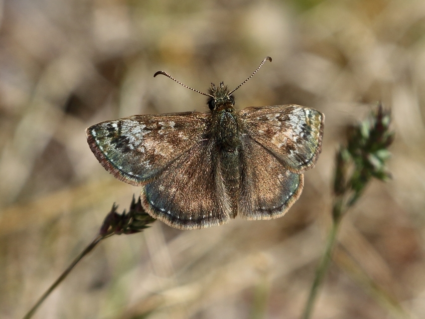 Erynnis tages - cigánylepke