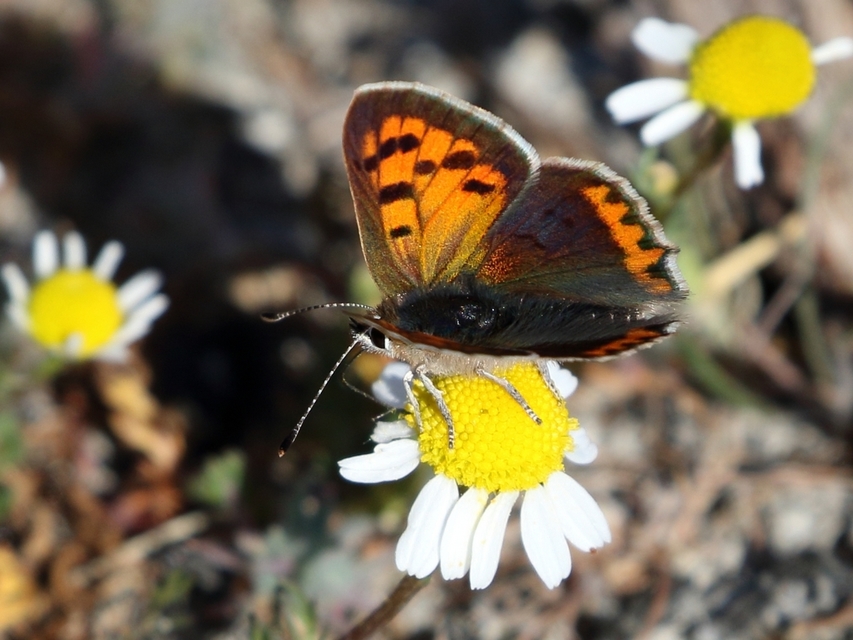 Lycaena phlaeas - közönséges tűzlepke