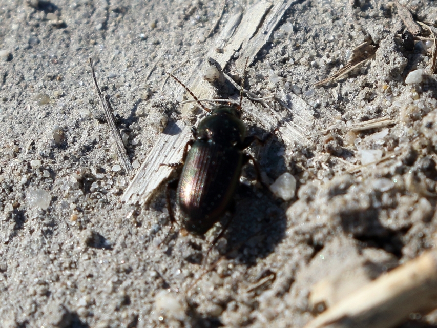 Harpalus distinguendus - mezei lomhafutó