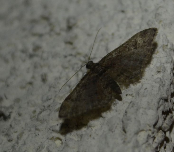 Gymnoscelis rufifasciata - vöröscsíkos törpearaszoló