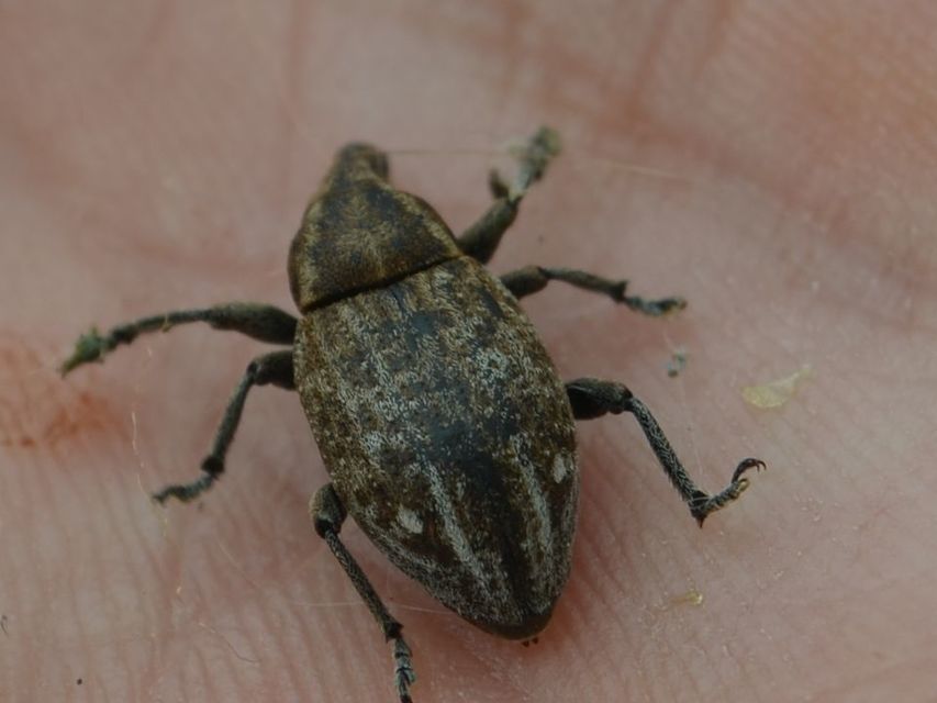 Lepyrus capucinus - pettyes fűzormányos
