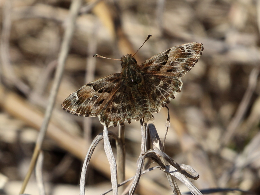 Carcharodus alceae - mályva-busalepke