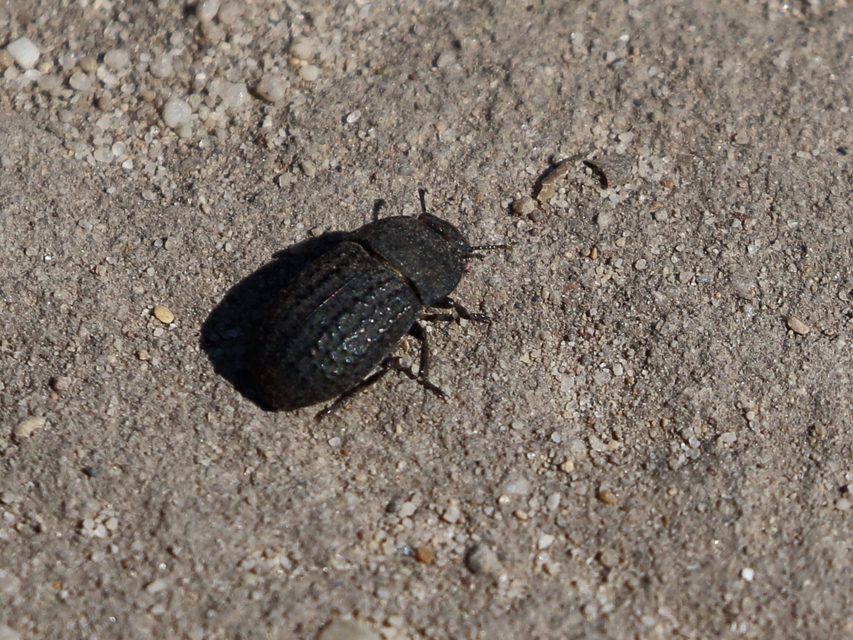 Opatrum sabulosum - sároshátú gyászbogár