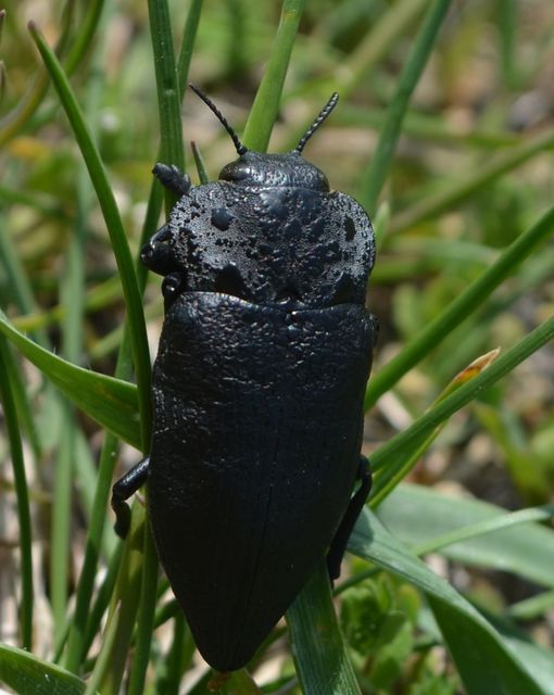 Capnodis tenebrionis - kökény-tükrösdíszbogár