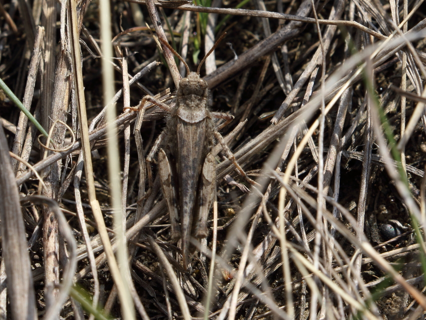 Acrotylus insubricus - önbeásósáska