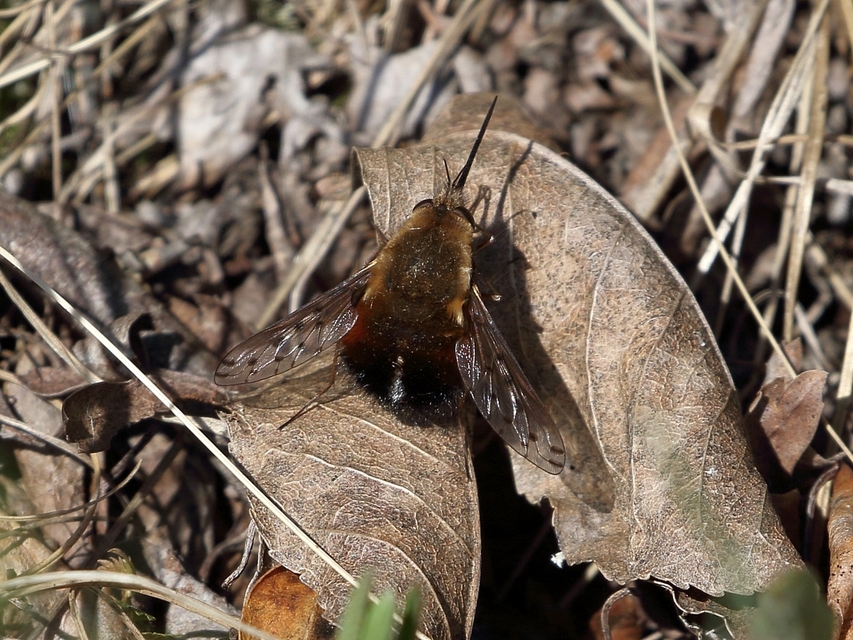 Bombylius discolor - feketefarú pöszörlégy