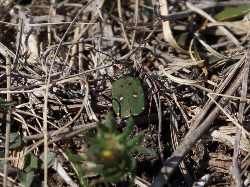 Cicindela campestris - mezei homokfutrinka