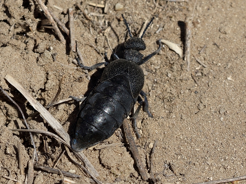Meloe cicatricosus - óriásnünüke