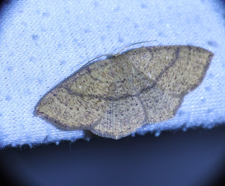Cyclophora ruficiliaria - vörösrojtú pettyesaraszoló