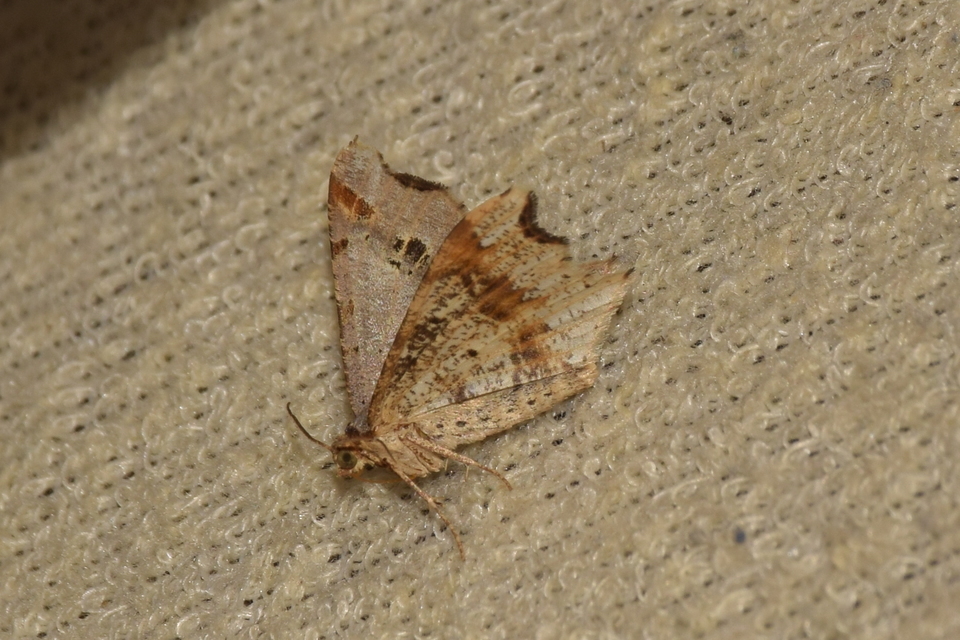 Macaria alternata - közönséges szürkearaszoló