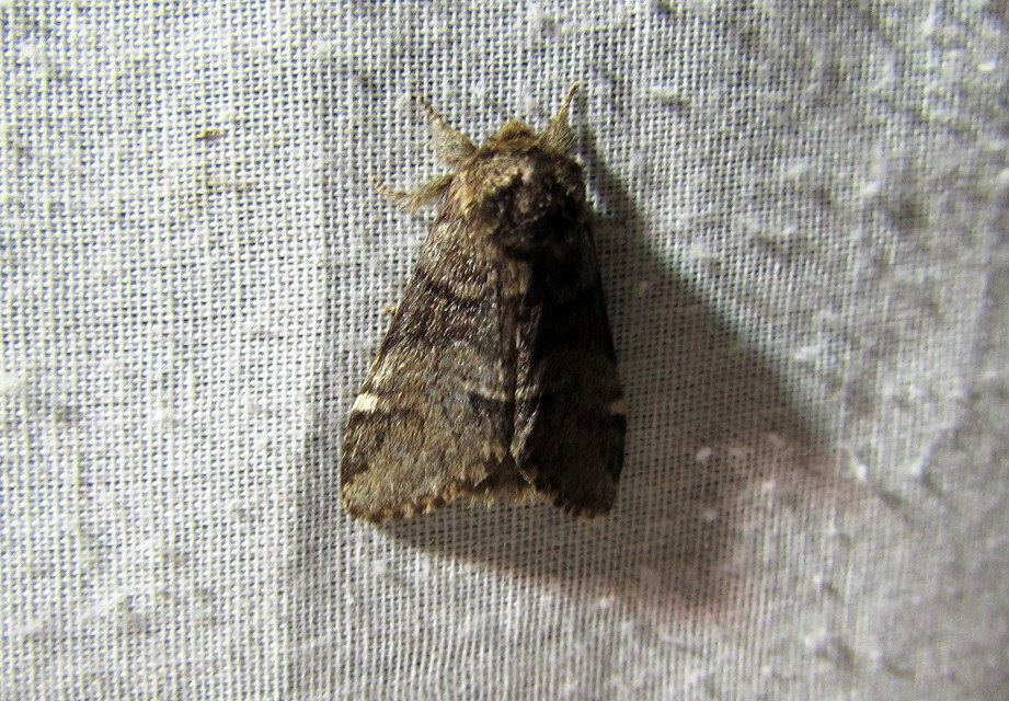 Drymonia dodonea - bélyeges púposszövő