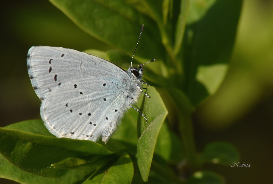 Celastrina argiolus - bengeboglárka