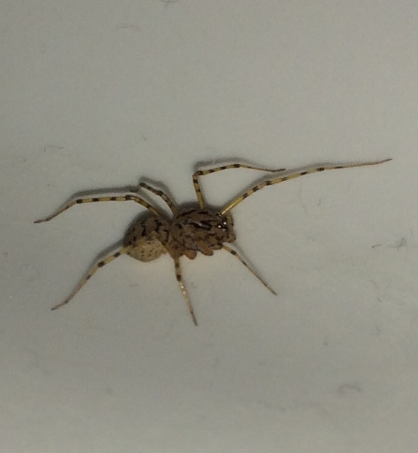 Scytodes thoracica - közönséges csupaszpók