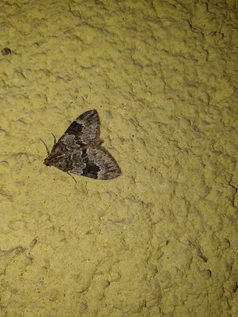 Thera variata - változékony fenyőaraszoló