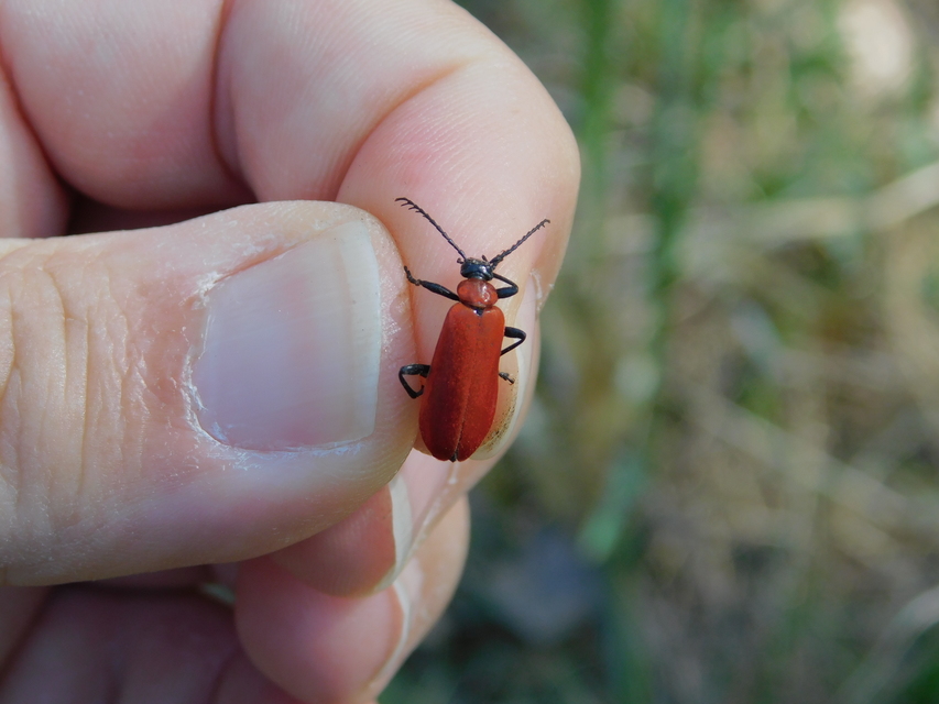 Pyrochroa coccinea - nagy bíborbogár