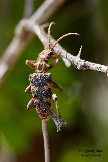 Rhagium sycophanta - tölgyes-tövisescincér