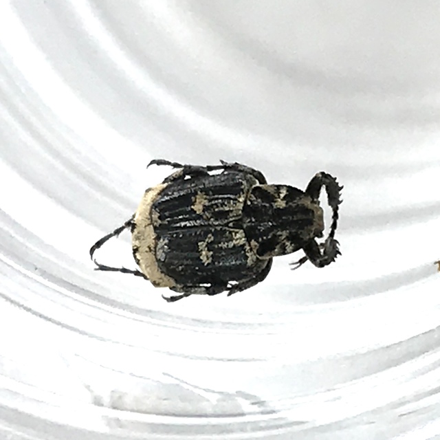 Valgus hemipterus - suta virágbogár