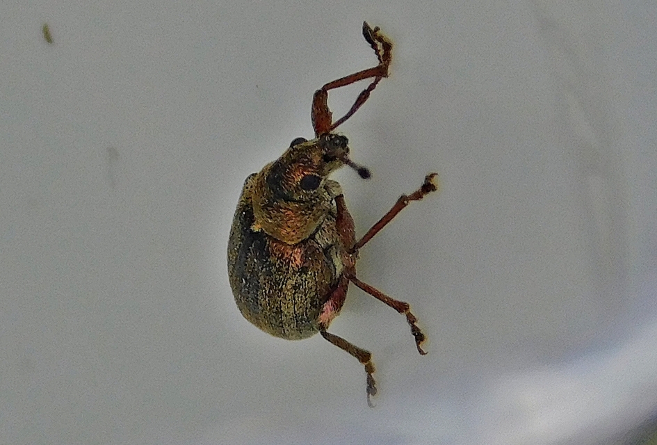 Phyllobius pyri - gyümölcsfa-levélormányos