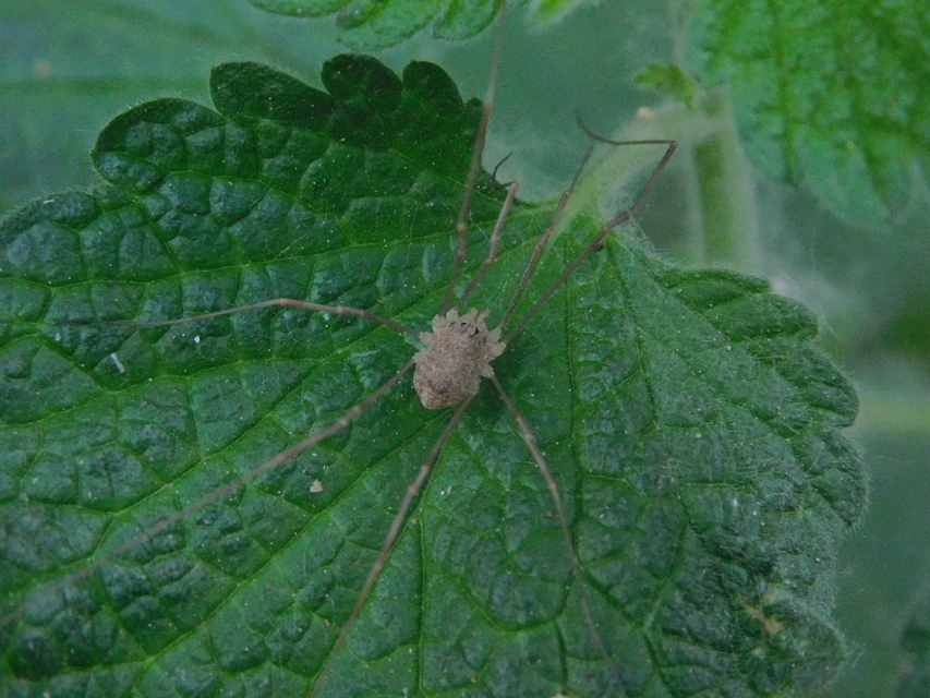 Rilaena triangularis