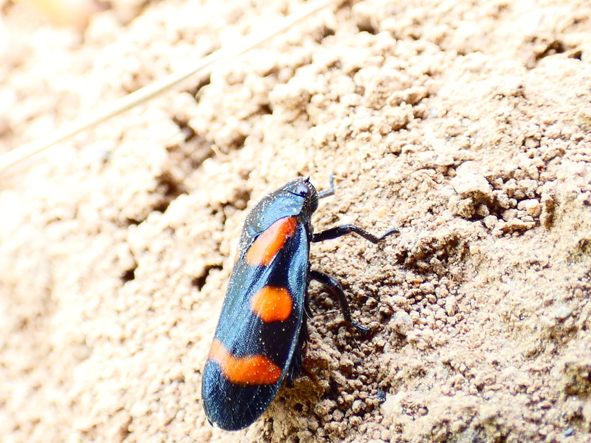 Cercopis
