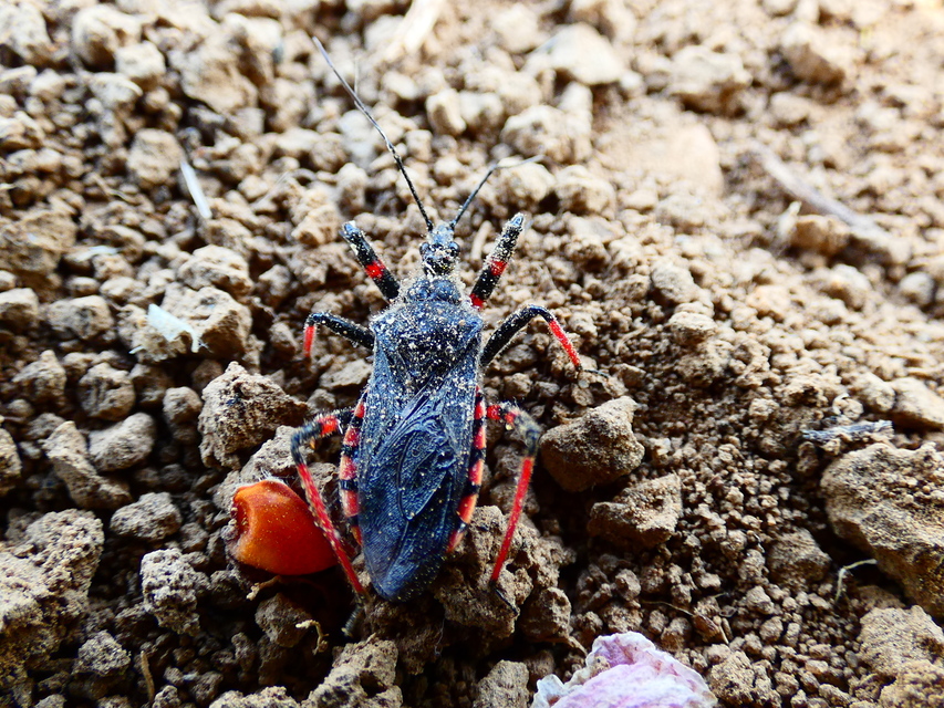 Rhynocoris annulatus - gyűrűslábú gyilkospoloska