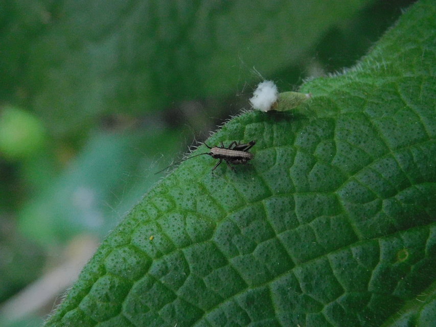 Pholidoptera griseoaptera - szürke avarszöcske