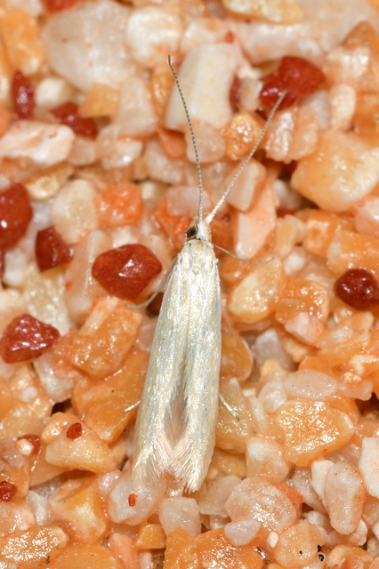 Coleophora