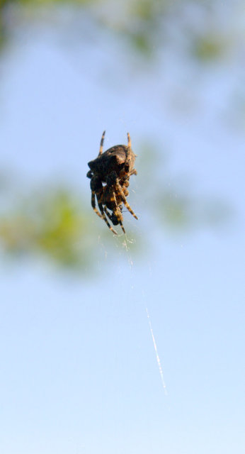 Araneus circe/angulatus