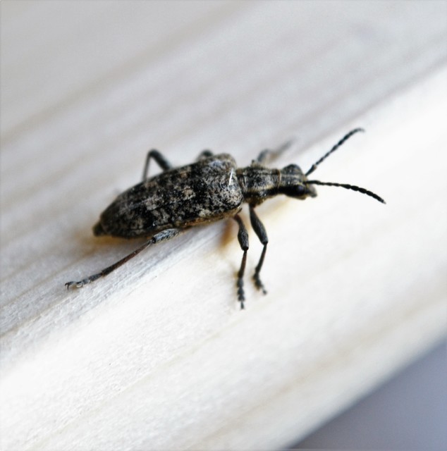 Rhagium inquisitor - fenyves-tövisescincér