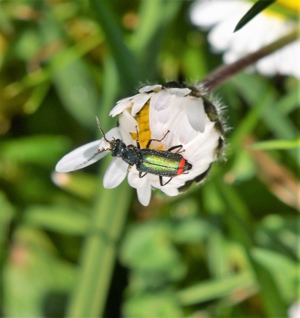 Malachius bipustulatus - kétfoltos bibircsesbogár