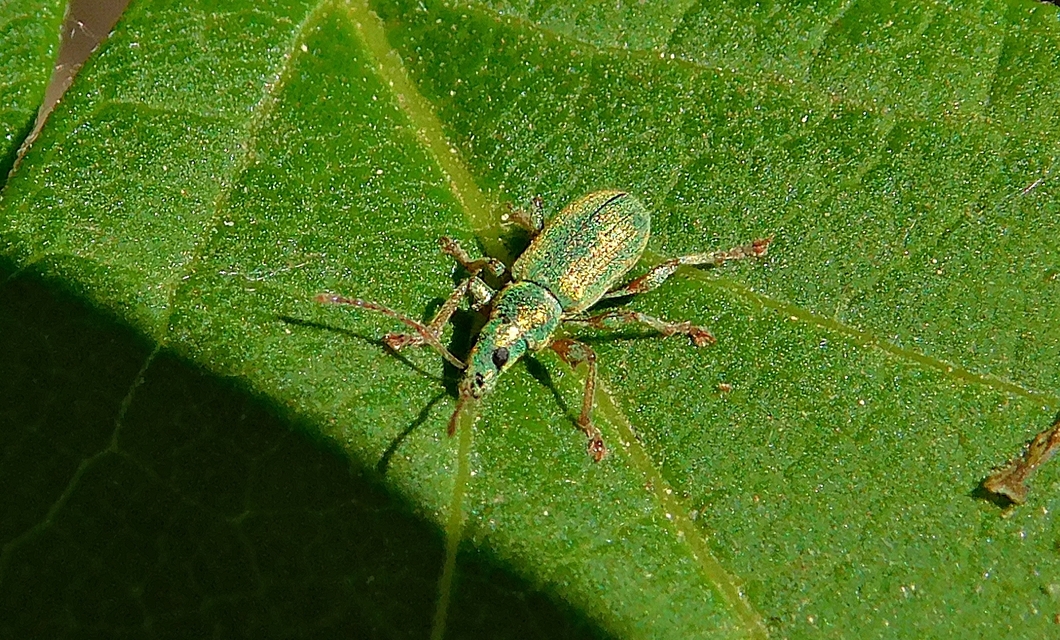 Phyllobius argentatus - ezüstös levélormányos