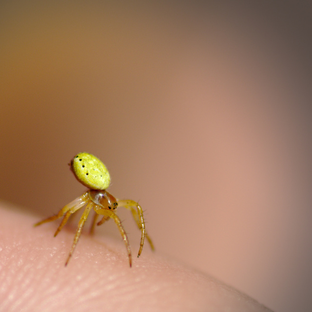 Araniella