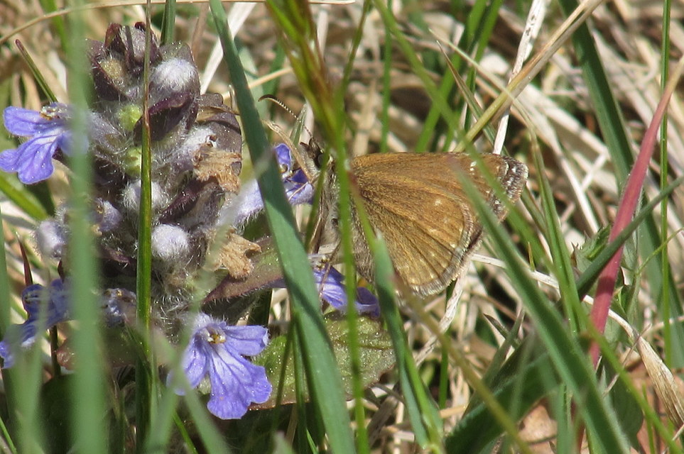 Erynnis tages - cigánylepke