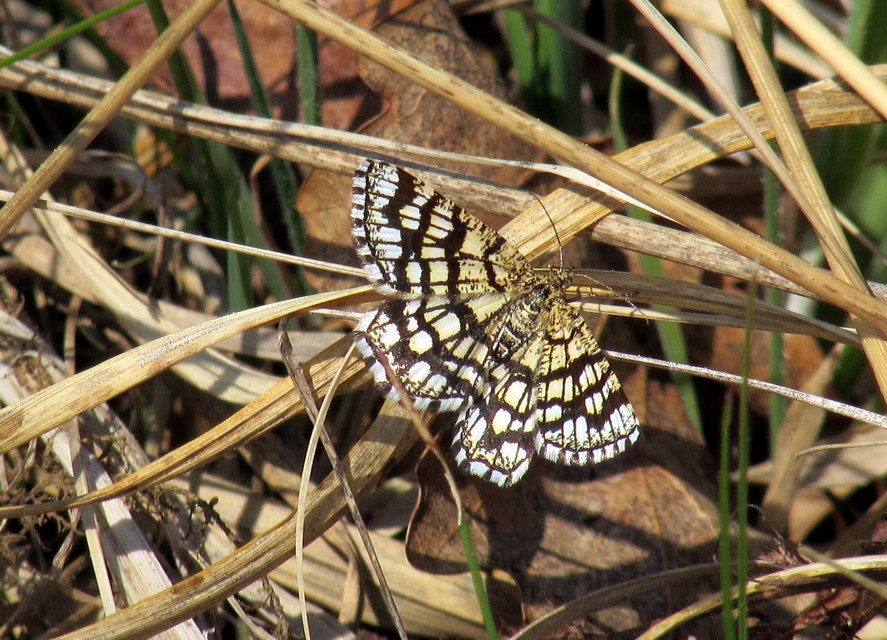 Chiasmia clathrata - rácsos rétiaraszoló
