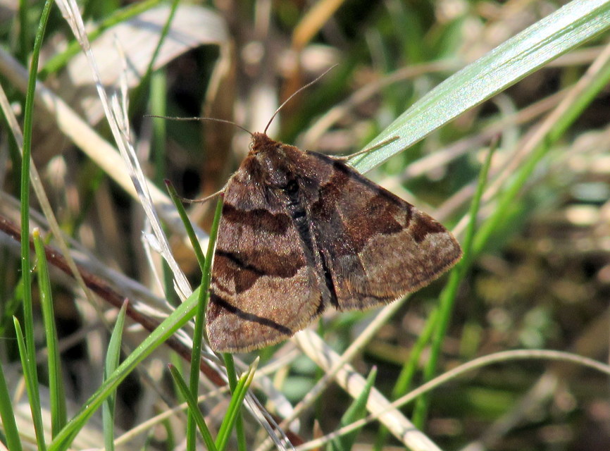 Euclidia glyphica - közönséges nappalibagoly