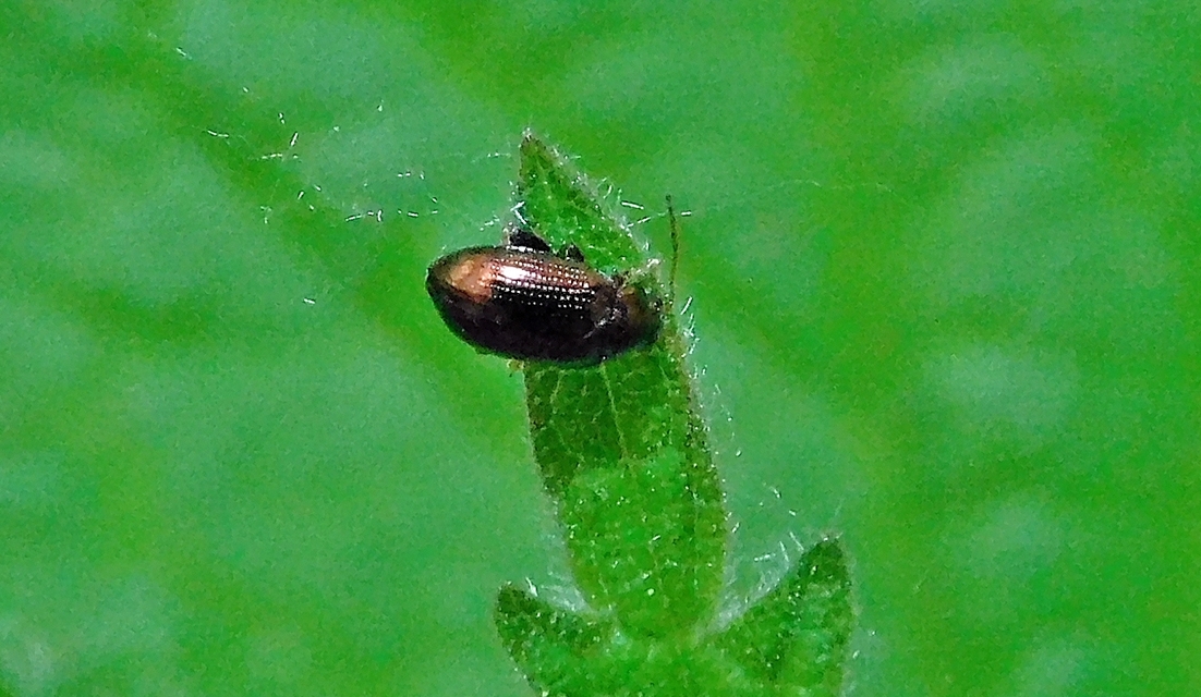 Crepidodera