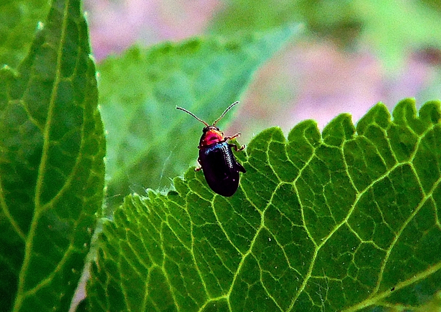 Crepidodera aurata - ékes fűz-földibolha