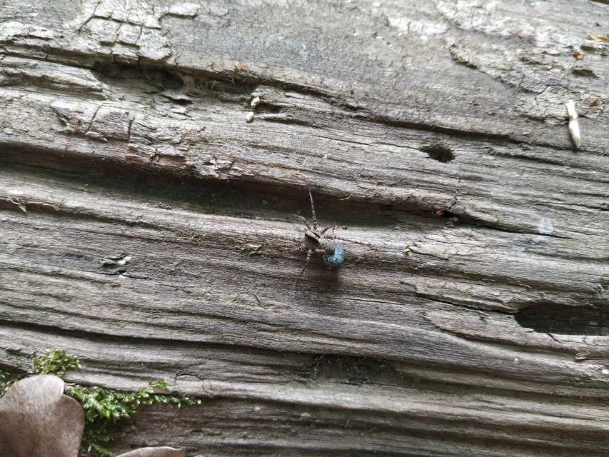 Pardosa alacris/lugubris