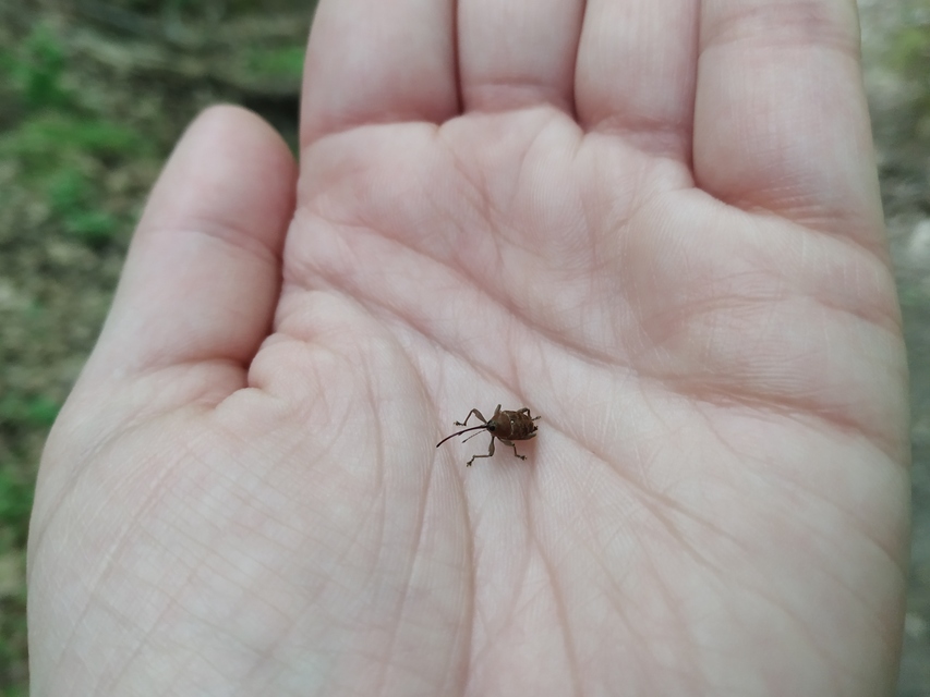 Curculio glandium - tölgymakkzsuzsóka