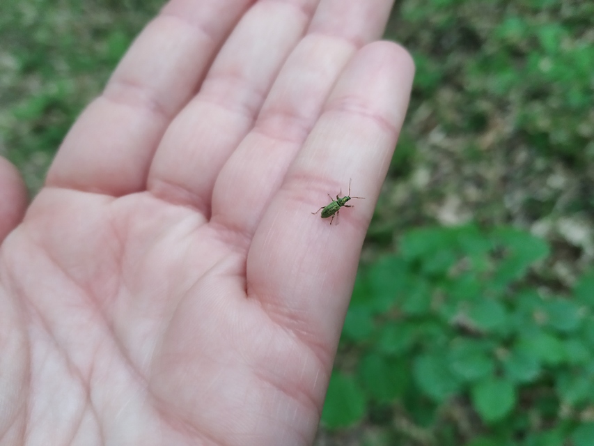 Phyllobius argentatus - ezüstös levélormányos