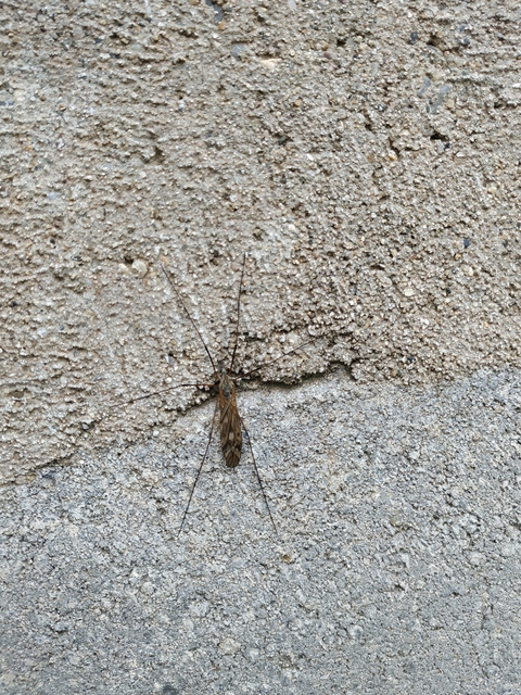 Tipula