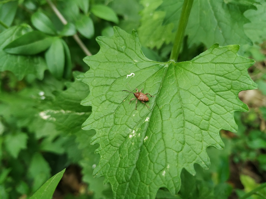 Curculio glandium - tölgymakkzsuzsóka