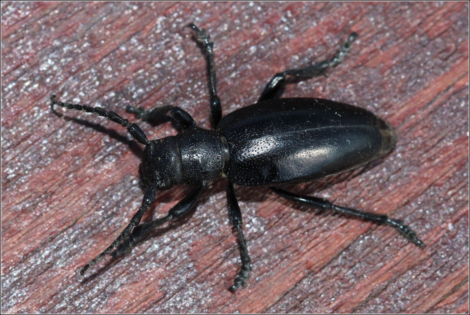 Dorcadion aethiops - fekete gyalogcincér